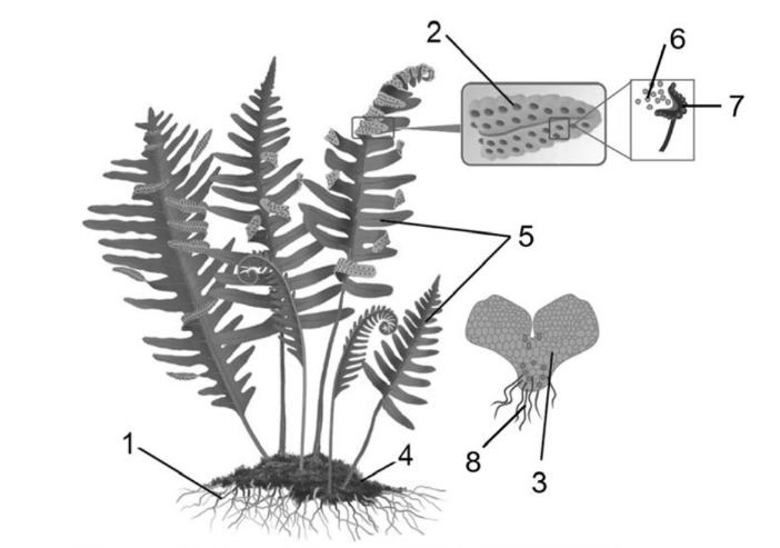 ЕГЭ / Биология / 09-10 задание (24) / 40 изображение 1