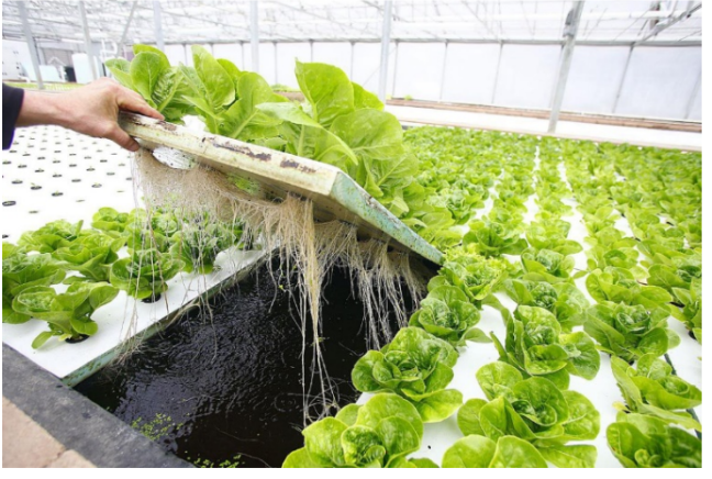 ОГЭ / Биология / 22 задание (24) / 56 изображение 1