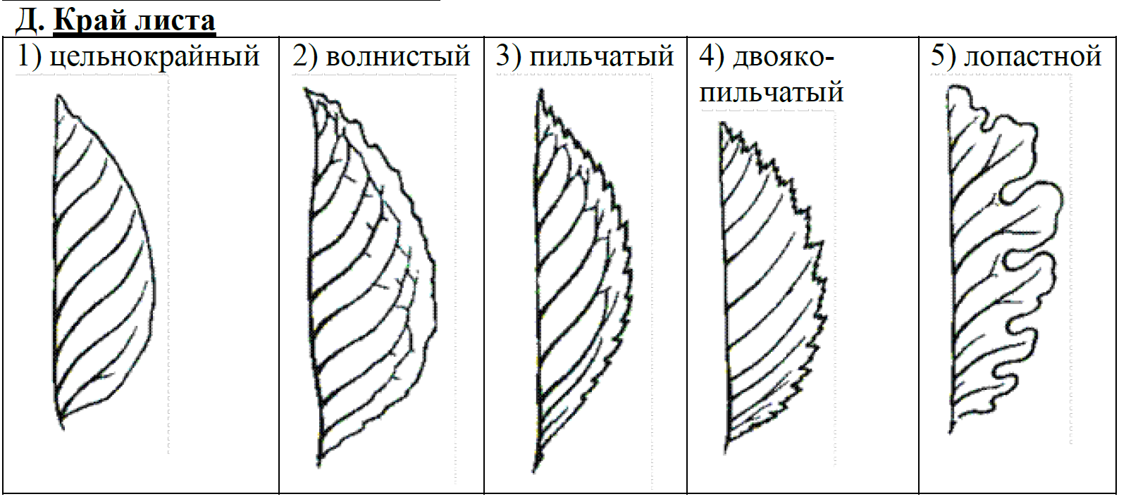 ОГЭ / Биология / 13 задание / 19 изображение 4