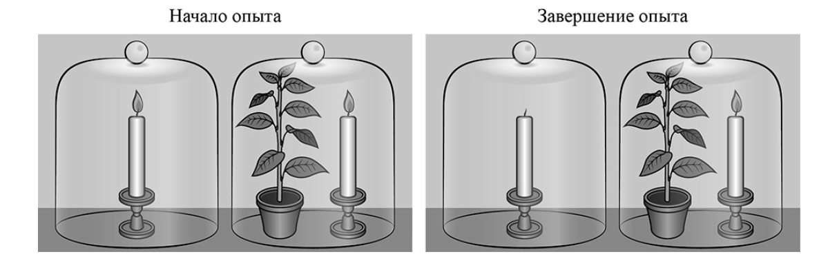 В изображенном на рисунке опыте растение помещают на подоконник и через несколько дней все