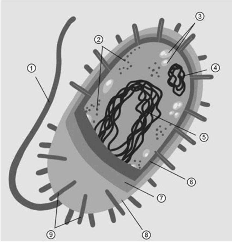 Https bio 5. Трансформация бактериальных клеток. Трансформация клетки бактерии. Конъюгация бактериальной клетки. Бактериальная клетка ЕГЭ биология.