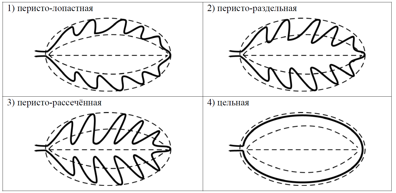 ВПР / Биология / 6 класс / 05 задание / 99 изображение 2