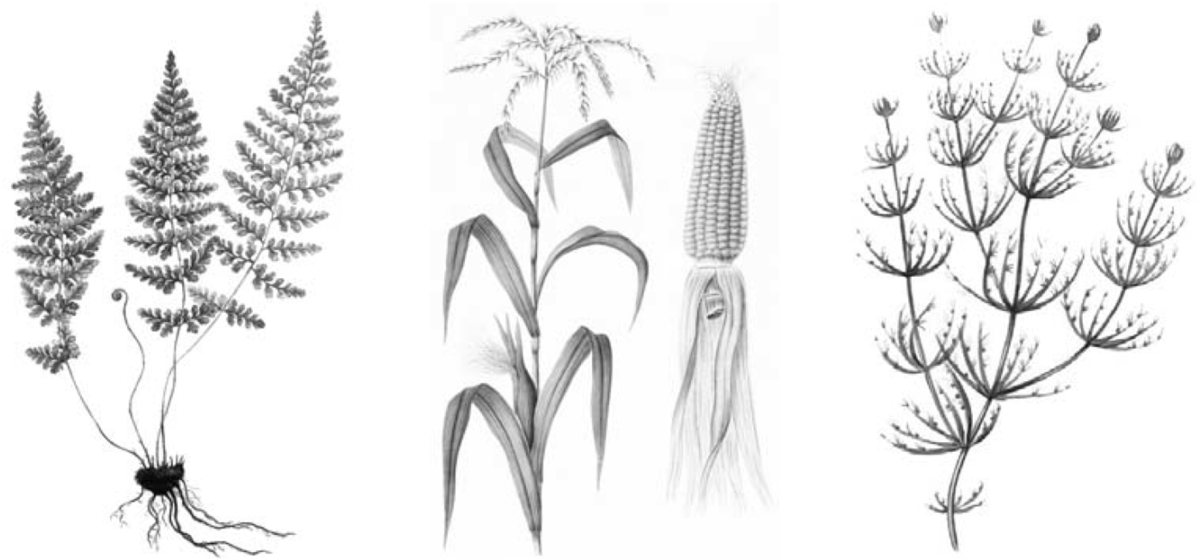 Рассмотрите изображения растений нителла редька дикая. Нителла, кукуруза, пузырник. Нителла редька Дикая Кукушкин лён ВПР. Трава рисунок. Нителла растение среда обитания.