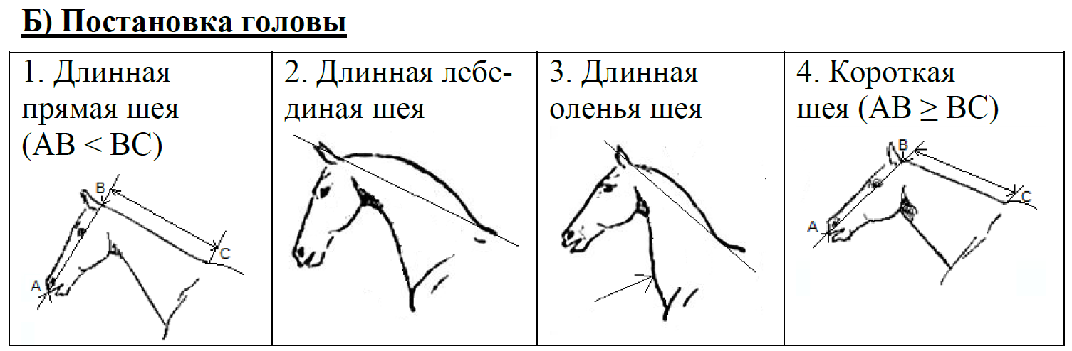 ОГЭ / Биология / 13 задание / 04 изображение 3