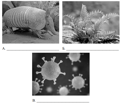Рассмотрите фотографии с изображением представителей различных объектов природы впр
