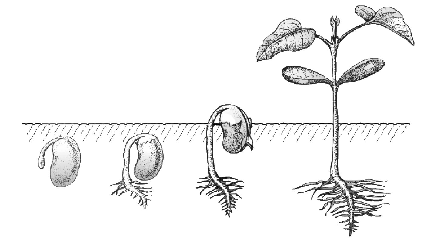 Значение роста в жизни растений впр 5
