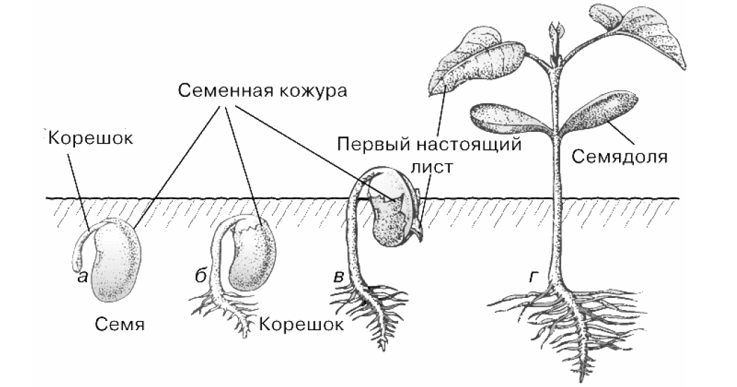 Части молодого растения. Схема прорастания семян. Схема прорастания семян 6 класс. Схема прорастания семян фасоли. Процесс прорастания семян фасоли.