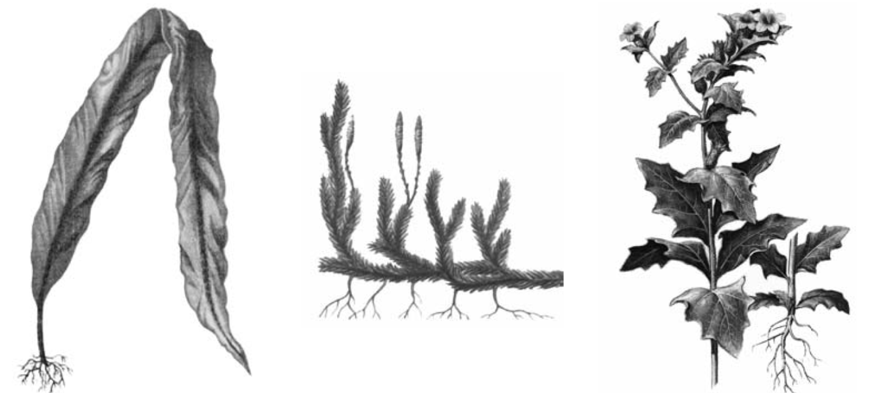 Плаун ВПР. Биологический рисунок растения. Ламинария булавовидная. Ламинария рисунок.