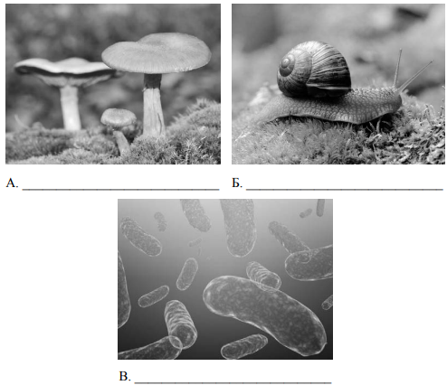 ВПР по биологии 5 класс бактерии грибы животные. Рассмотрите изображение различных объектов живой природы. ВПР по биологии 5 класс 2023 год задание 1 грибы растения животные. Фото грибы биология ВПР.