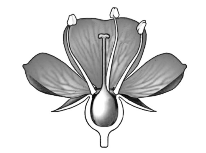 ВПР / Биология / 6 класс / 04 задание / 148 изображение 1