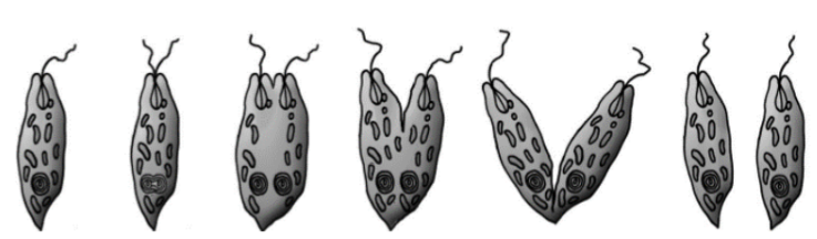 ЕГЭ / Биология / 01 задание (24) / 57 изображение 2