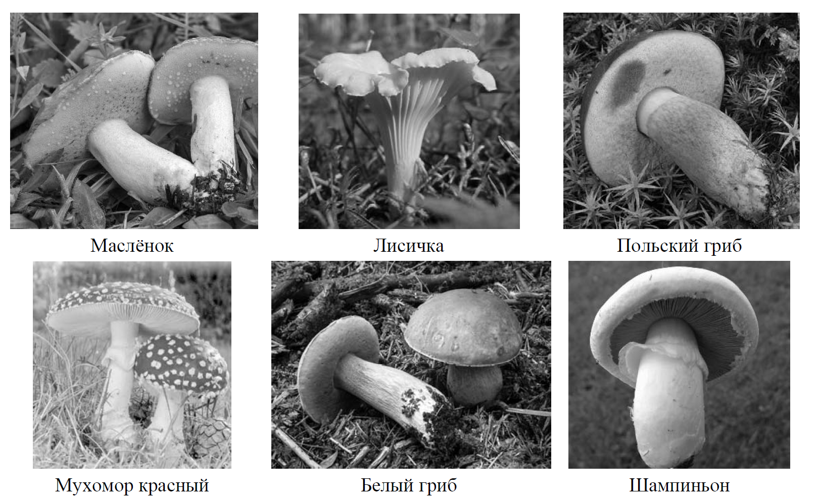 Какое основание позволило разделить грибы. Шесть представителей грибов разделить на две группы. Деление грибов. Гриб разделенный на 4 листа для печати.