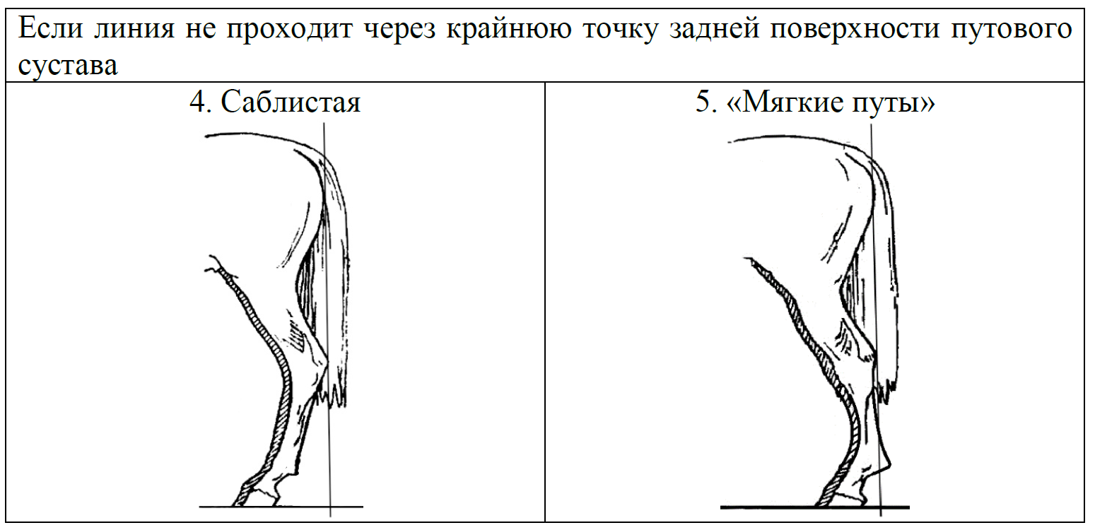 Какой цифрой на рисунке обозначена склера рассмотрите рисунок и выполните задания 13 и 14