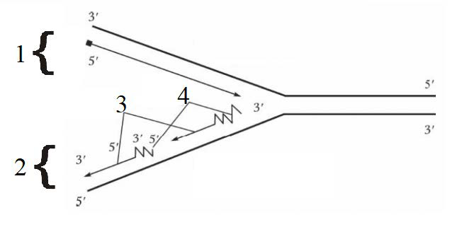 ЕГЭ / Биология / 05-06 задание / 04