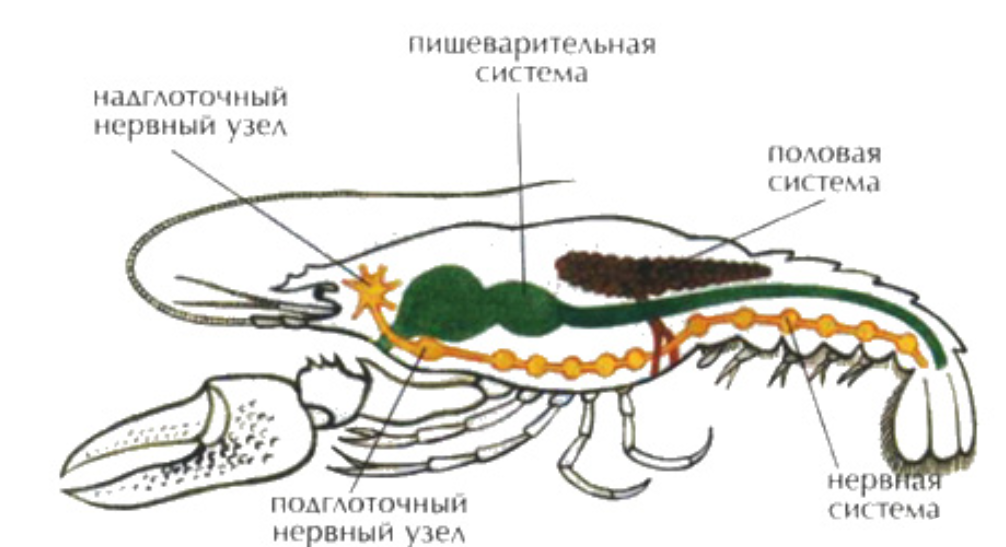 Рассмотрите схему строения нервной системы речного рака