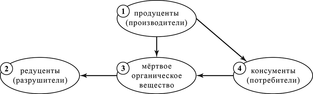 ВПР / Биология / 5 класс / 17 задание (25) / 01 изображение 1