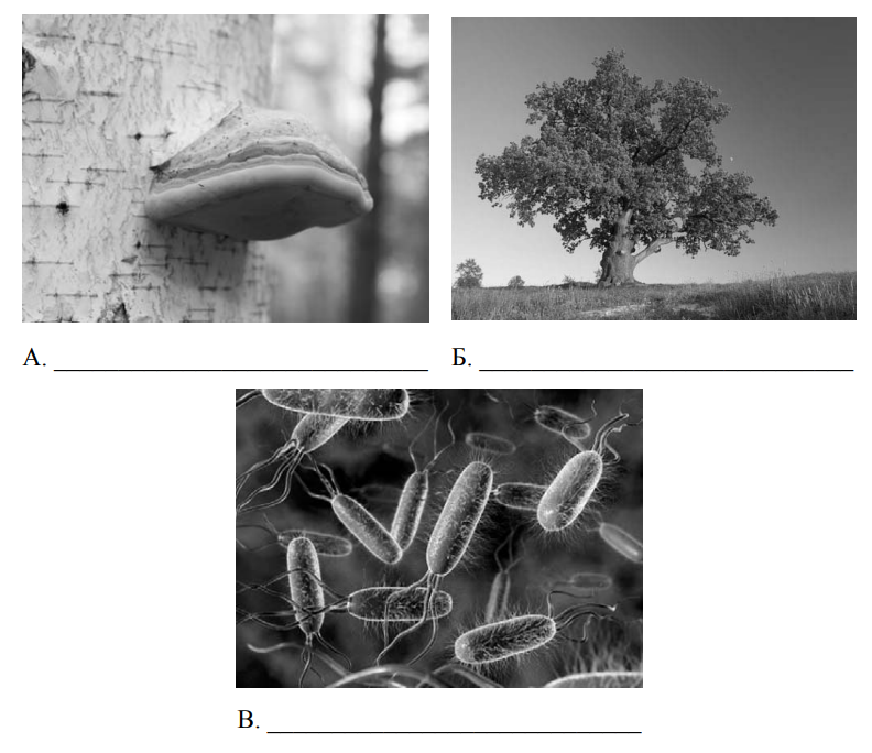 Aspergillus Nigeria под микроскопом. Aspergillus Niger конфокальная микроскопия. Черная плесень (Aspergillus Niger). Aspergillus микроскопия.