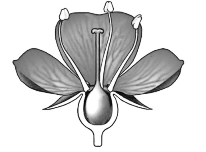 ВПР / Биология / 6 класс / 04 задание / 145 изображение 1