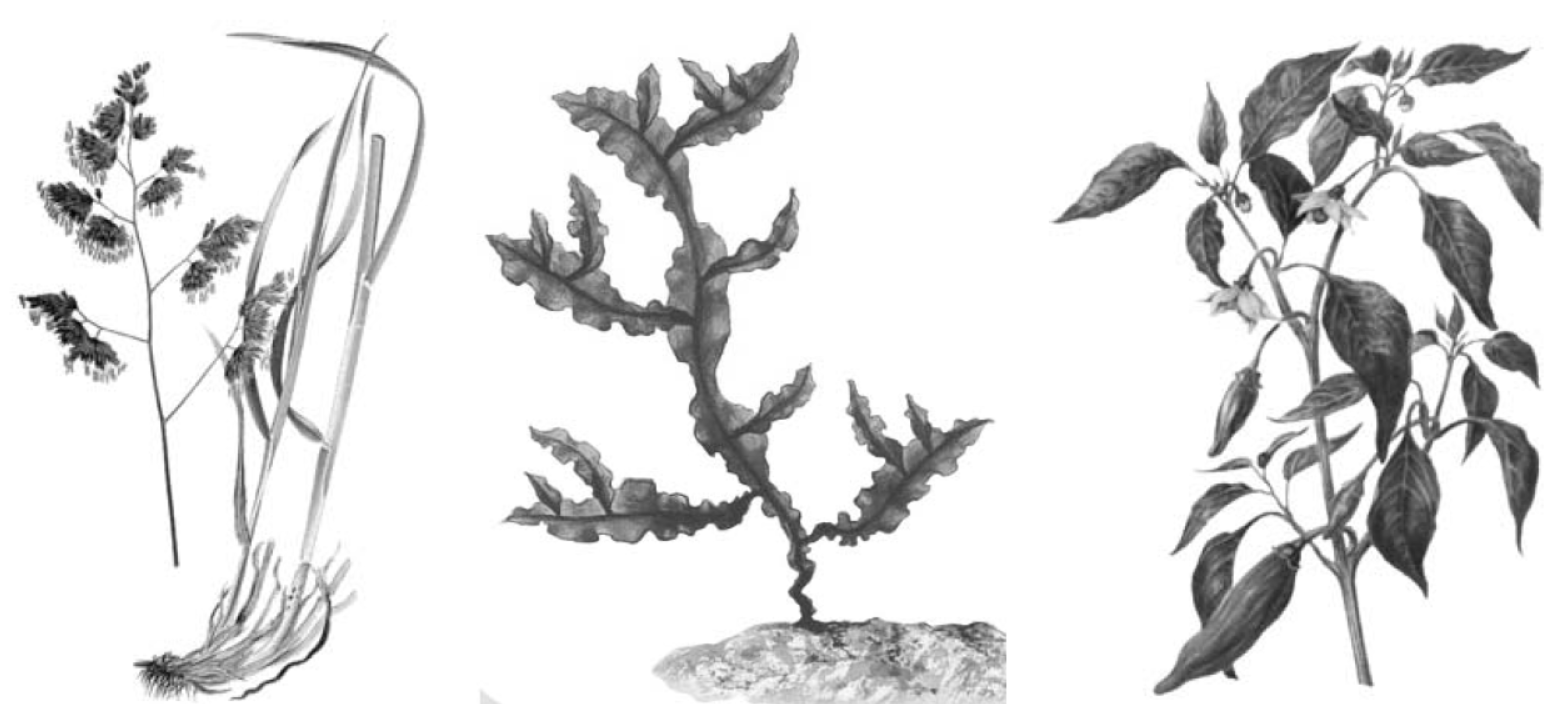 ВПР / Биология / 7 класс / 10 задание / 09 изображение 1