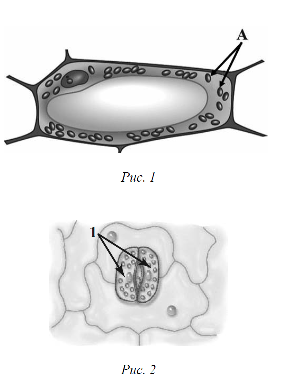 Клетка кожицы листа одуванчика. Рассмотрите рисунок растительной клетки рис 1. Рассмотрите рисунок растительной клетки. Рассмотри кожицу листа одуванчика. ВПР 6 класс по биологии рассмотрите рисунок растительной клетки.