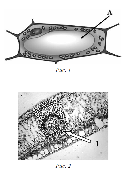 Растительная клетка ВПР 6 класс. Рассмотрите рисунок растительной клетки рис 1. Какая структура клетки обозначена на рисунке буквой а. ВПР 6 класс по биологии рассмотрите рисунок растительной клетки.