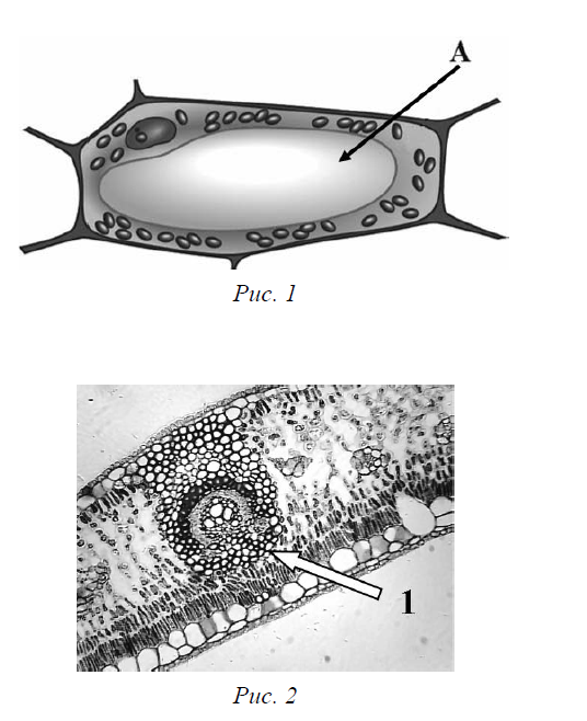 Рисунок растительной клетки какая структура клетки обозначена на рисунке буквой а впр 6 класс