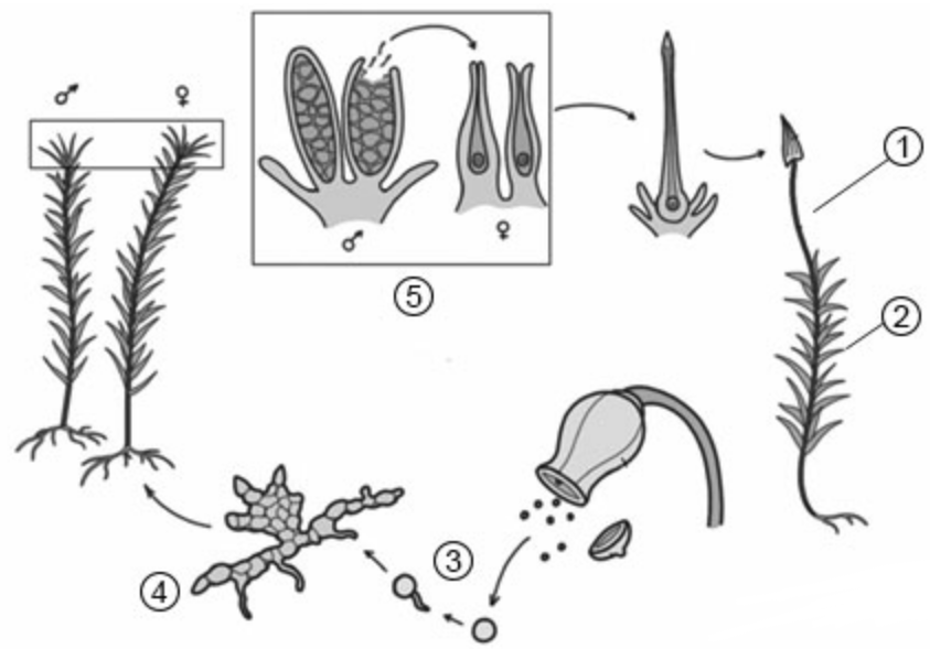 Схема развития мхов