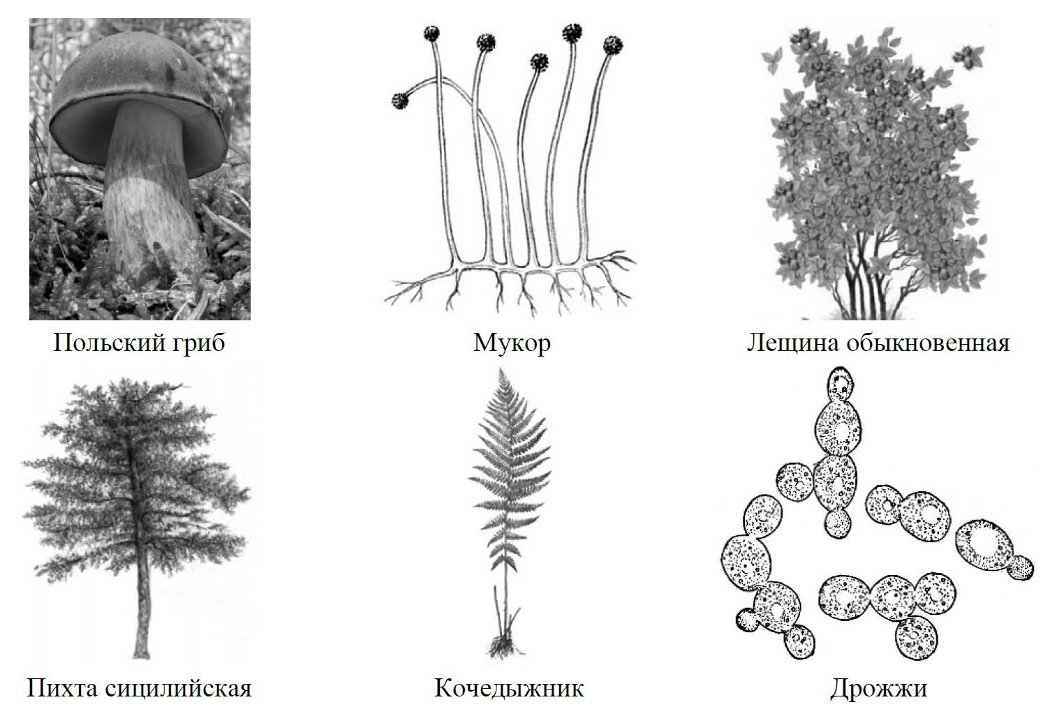 Рассмотрите изображение шести организмов. ВПР по биологии рисунок дерево схема с заданием. ВПР по биологии 7 класс задание 9. ВПР по биологии рисунок дерево схема с заданием фотосинтез. Рассмотрите изображение шести организмов впр