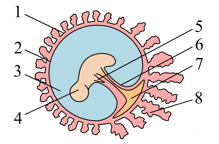 Установите соответствие между характеристиками и структурами эмбриона обозначенными цифрами на схеме