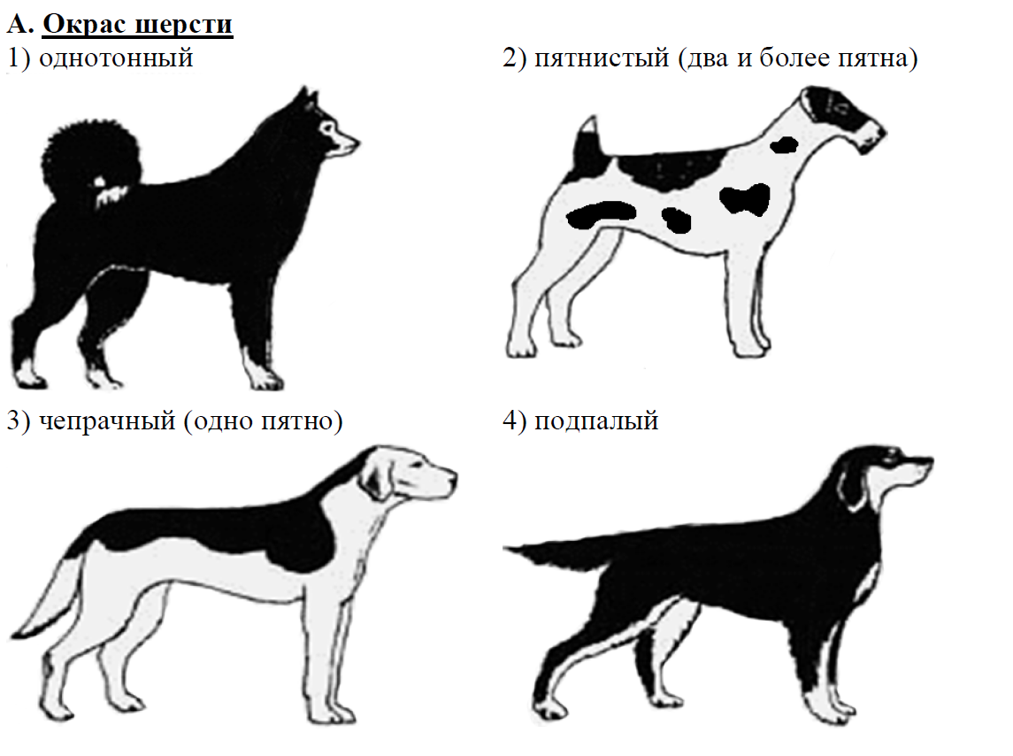 Огэ биология собака. Форма хвоста у Джек Рассел терьер. Немецкий пинчер окрас форма ушей форма хвоста. Окрасы собак биология. Однотонный окрас собак.