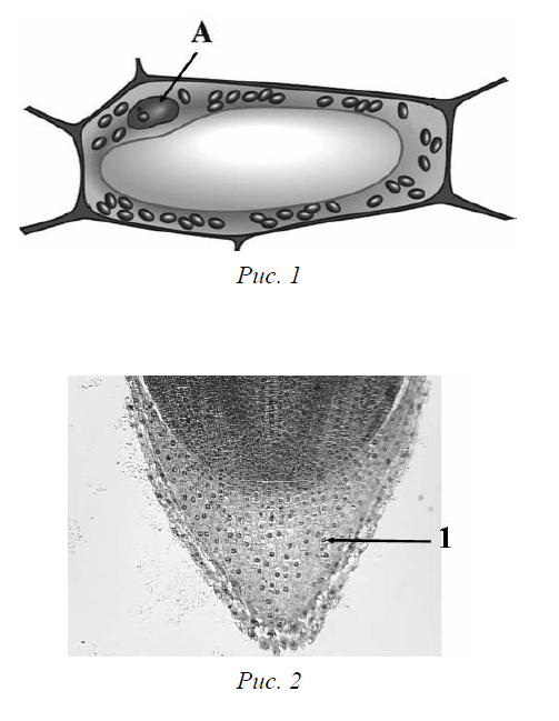 Рассмотрите рисунок растительной клетки впр 6 класс