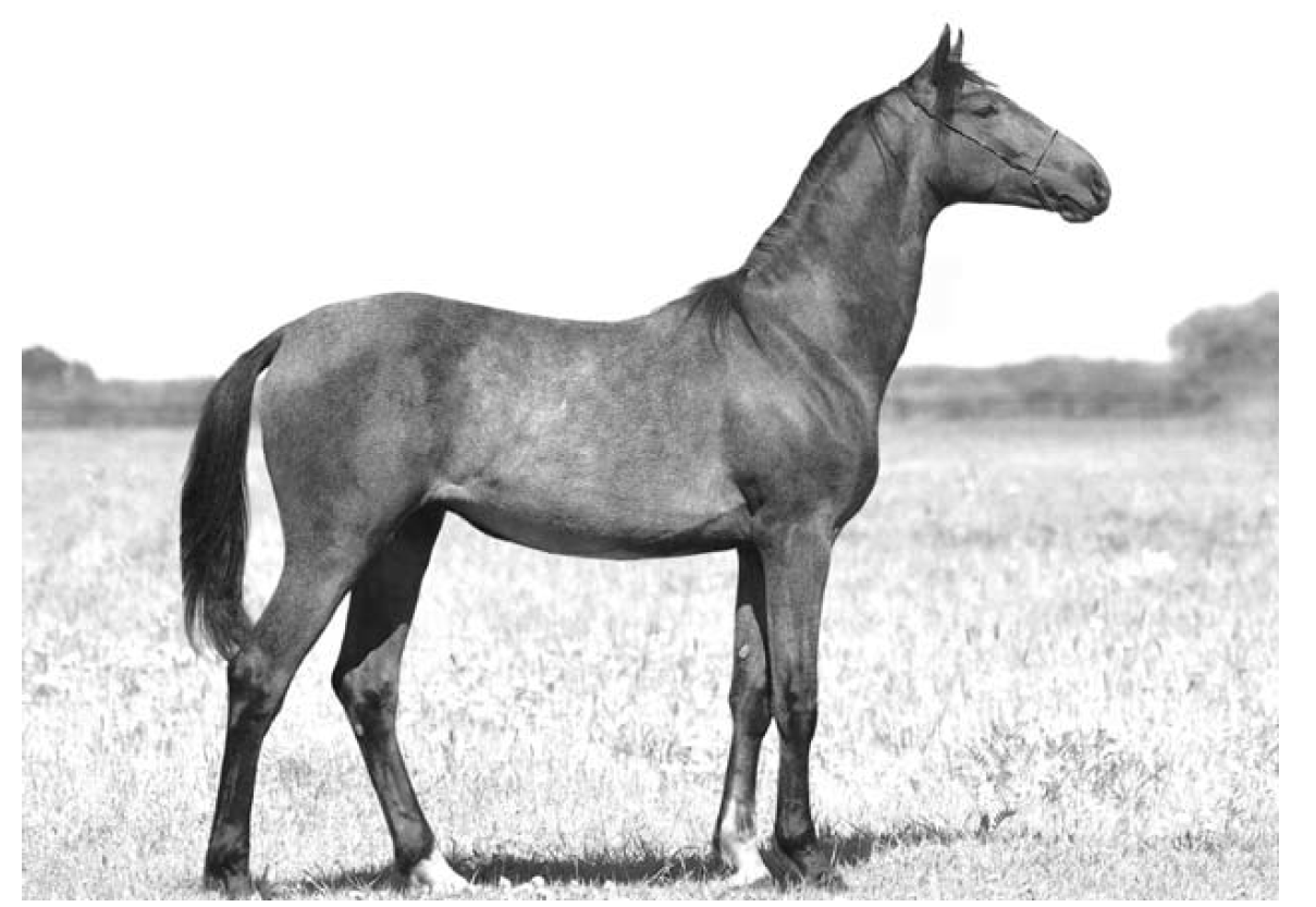Анна решила выяснить соответствует ли изображенная на фотографии лошадь стандартам породы орловский