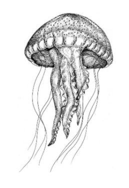 ЕГЭ / Биология / 11 задание (24) / 51 изображение 1