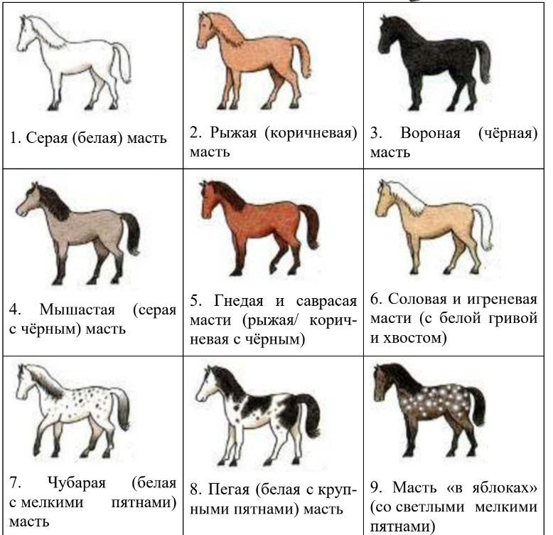 ОГЭ / Биология / 13 задание (24) / 45 изображение 2