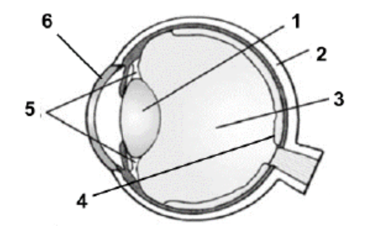 Строение глаза человека схема без подписей. Строение глаза. Строение глаза рисунок без подписей. Строение глаза анатомия без подписей.