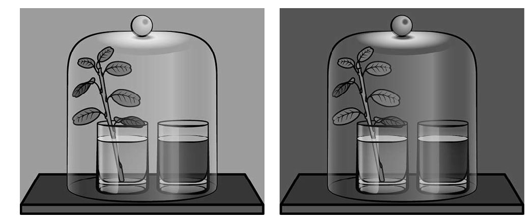 В изображенном на рисунке опыте растение помещают на подоконник и через несколько дней