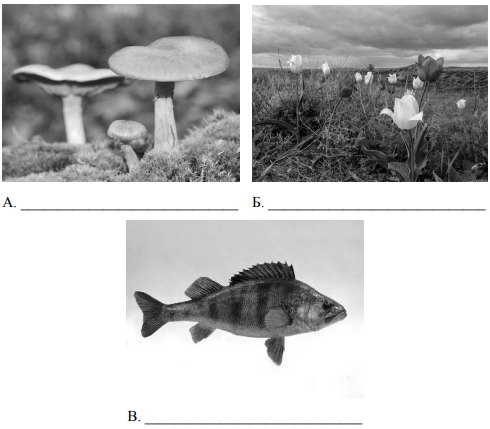 Рассмотрите фотографии с изображением представителей различных объектов природы впр биология 5 класс