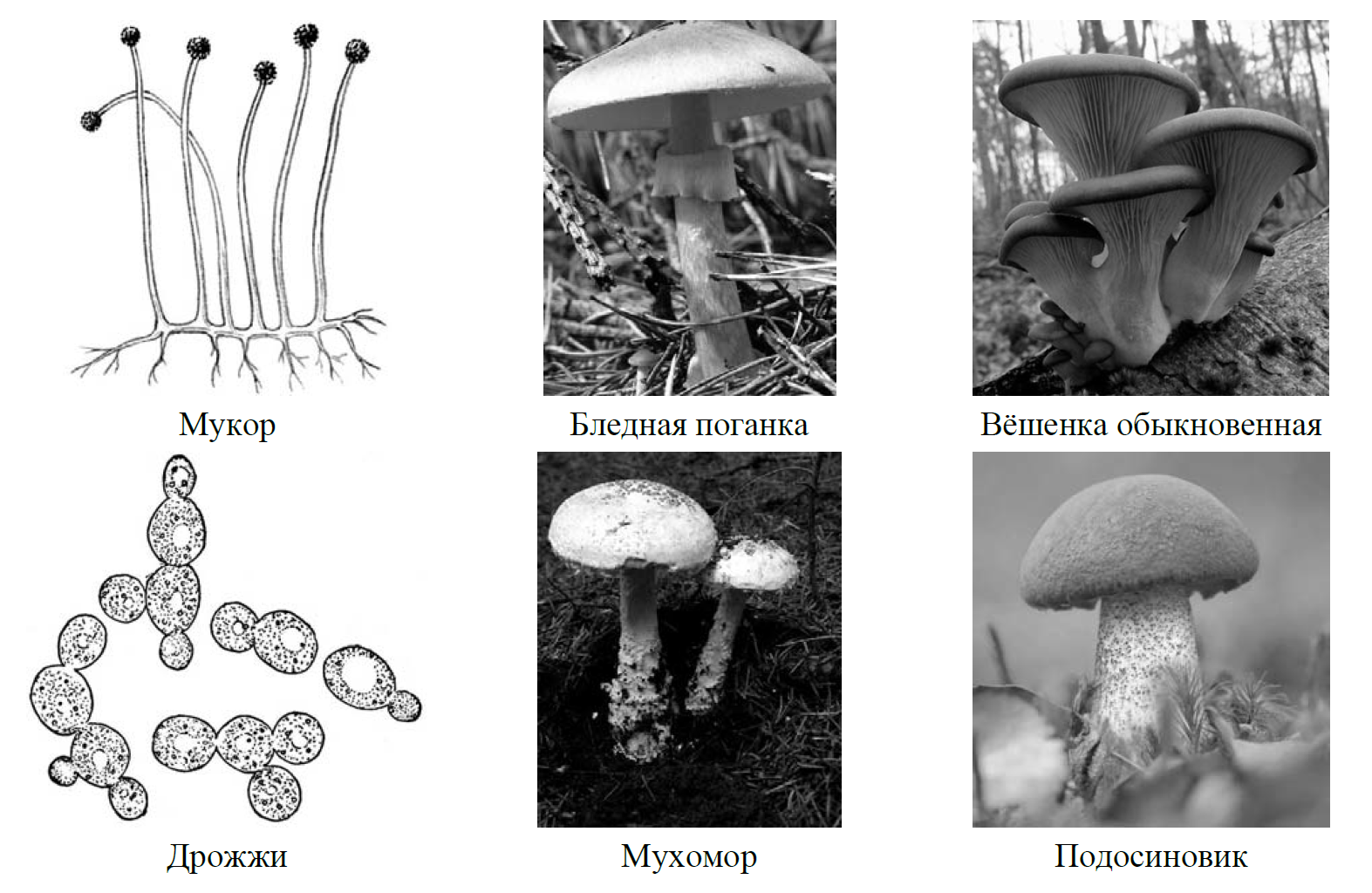 Рассмотрите изображения шести представителей мира грибов впр 7 класс