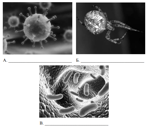 2 Из изображенных на фотографиях объекта объединены общим признаком. Животные и вирусы объединены общим признаком или нет. Два из изображённых на фотографиях объекта объединены ответ.