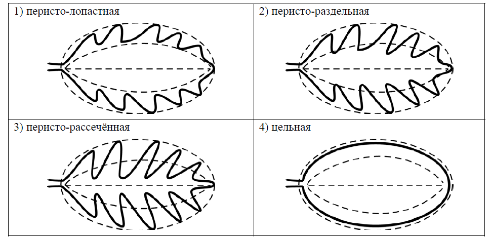 ВПР / Биология / 6 класс / 05 задание / 56 изображение 2
