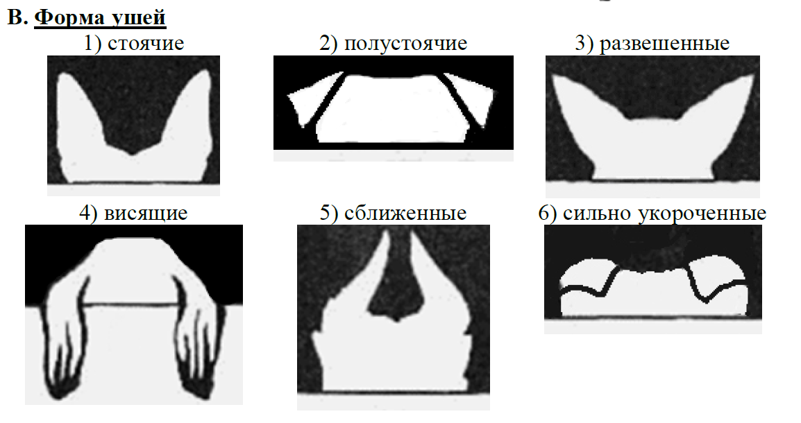 ОГЭ / Биология / 13 задание / 03 изображение 4