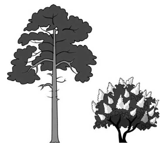 На рисунке изображены дерево и растущий рядом куст высота