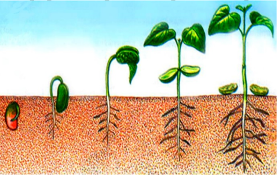 ОГЭ / Биология / 01 задание (24) / 60 изображение 1