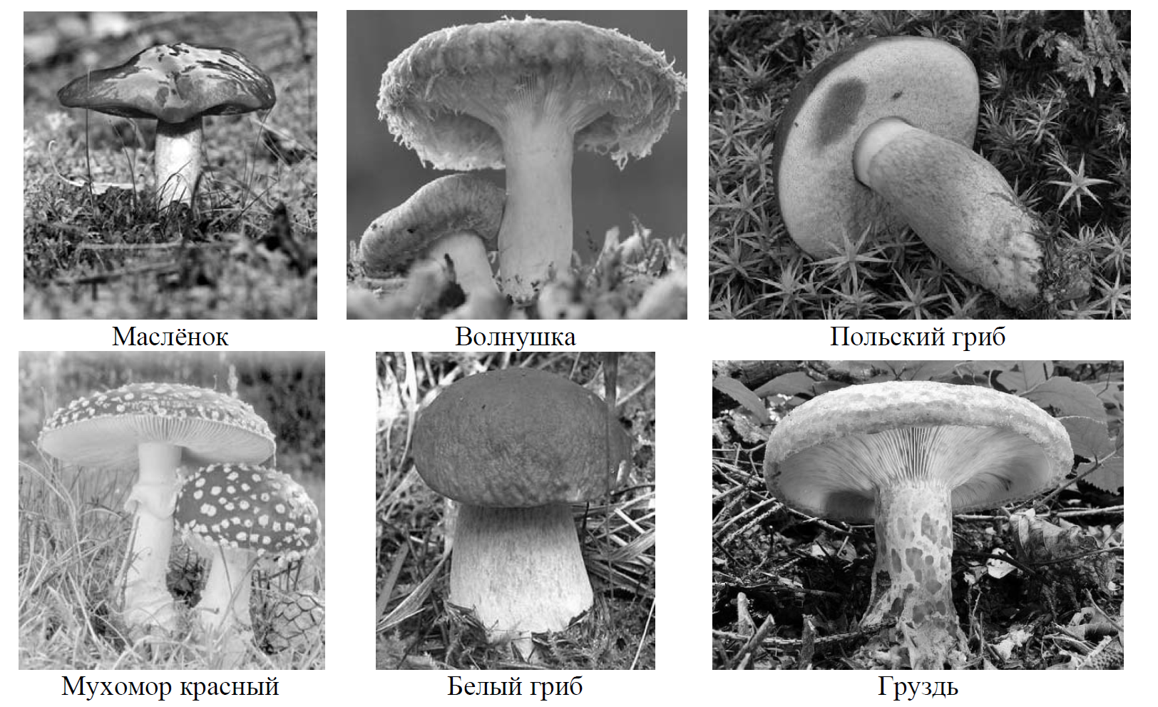 Какой тип питания характерен для шампиньона августовского. Группы грибов основание. Основание разделения грибов. Грибы можно разделить на.