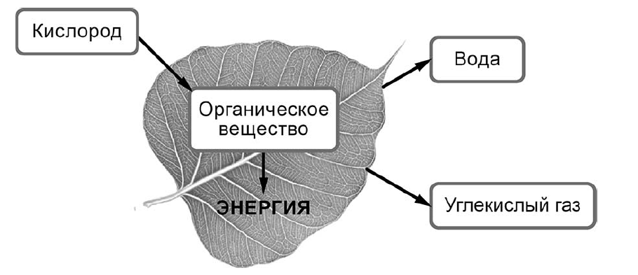 ВПР / Биология / 6 класс / 01 задание / 97
