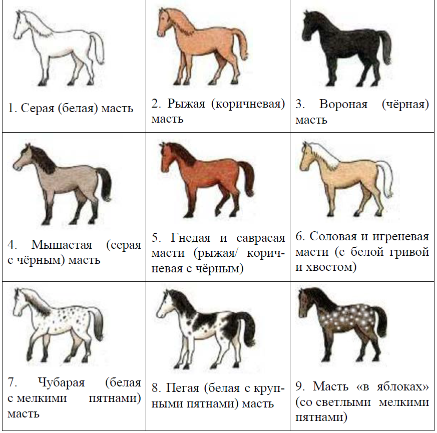 ОГЭ / Биология / 13 задание / 04 изображение 2