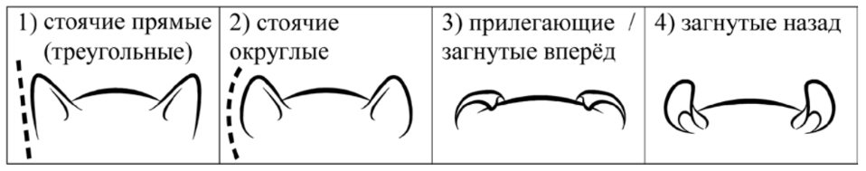 ОГЭ / Биология / 13 задание (24) / 44 изображение 3