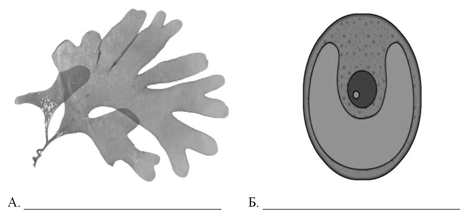 водоросли 7 класс проверочная работа