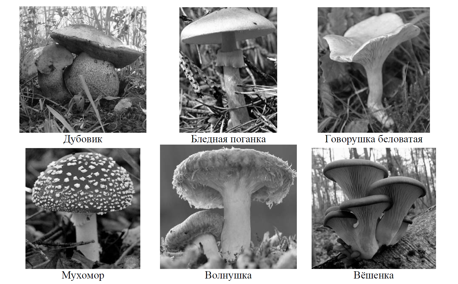 Рассмотрите изображения шести представителей мира грибов впр 7 класс