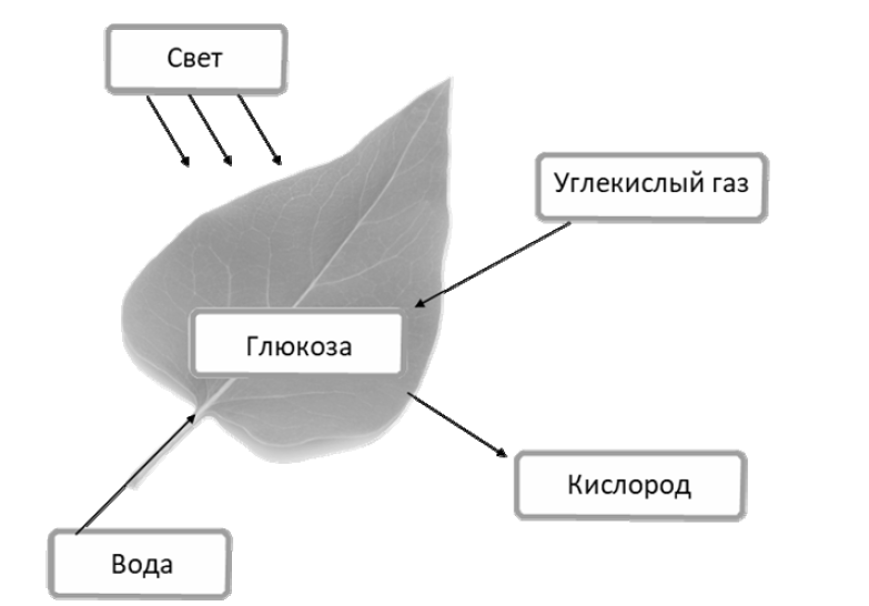 ВПР / Биология / 6 класс / 01 задание / 90 изображение 1